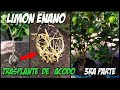 CÓMO HACER ACODO AÉREO DE LIMÓN 3 PARTE