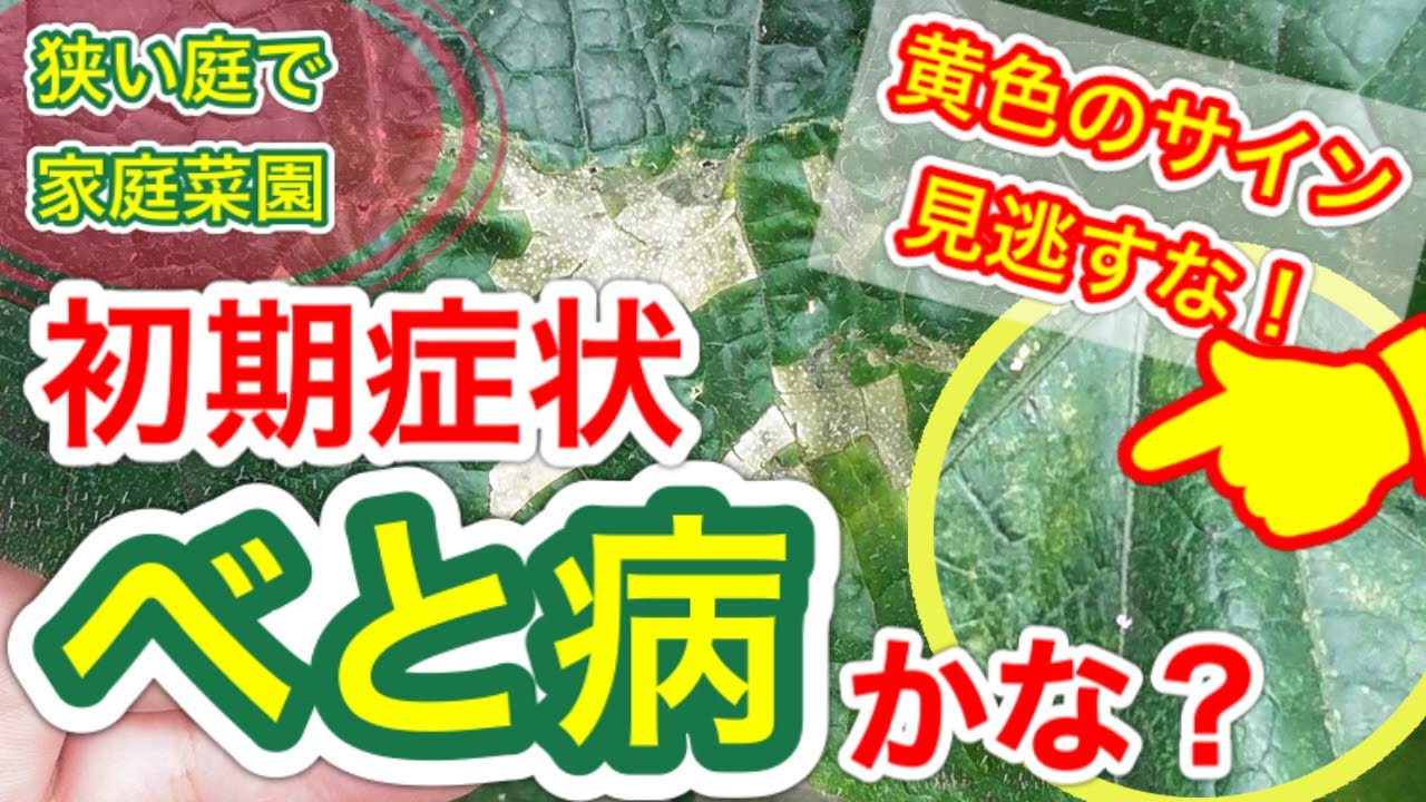 きゅうり べと病の初期症状と対策 オーガニック栽培 にも使える薬剤で早めの対応 狭い庭で家庭菜園シリーズ Youtube きゅうり べと病の初期症状と対策 オーガニック栽培 にも使える薬剤で早めの対応 狭い庭で家庭菜園シリーズ Youtube