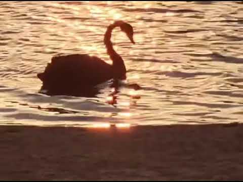 BlackSwan on the lake #shortsfeed #swan #wildlife #wildanimals #birds #naturevibes #shorts #asmr