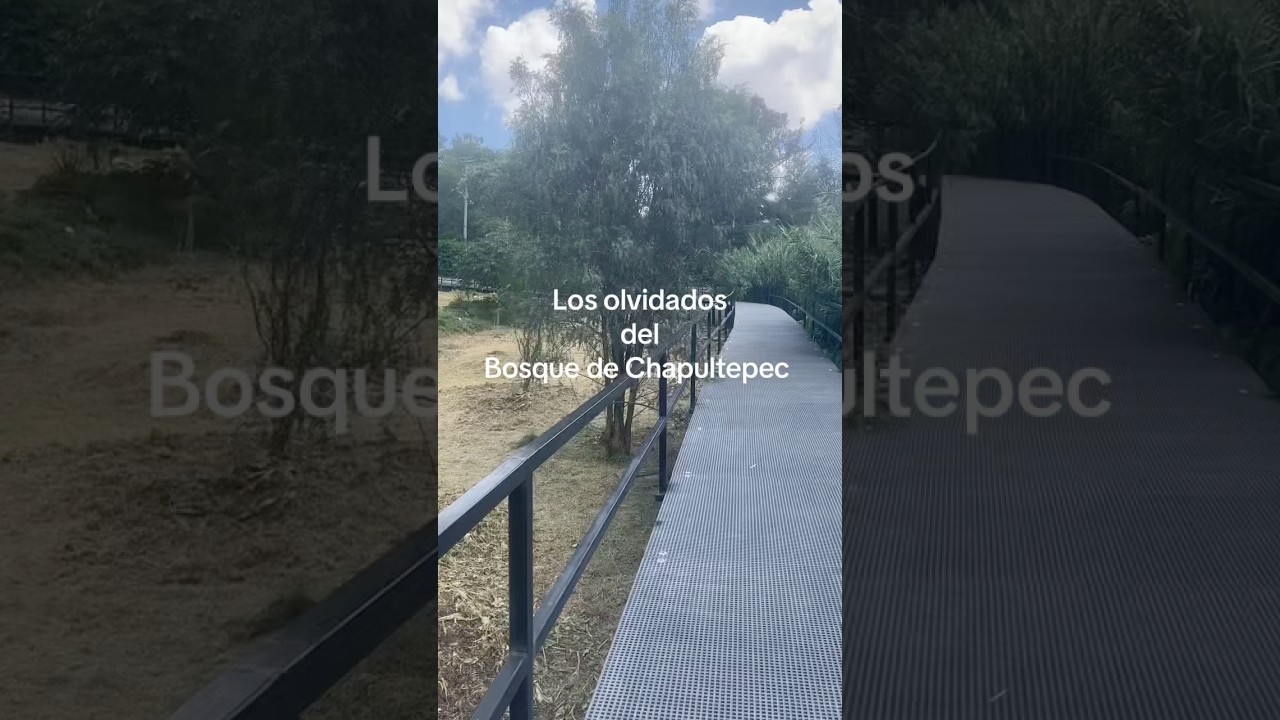 Olvidados del Bosque de Chapultepec 