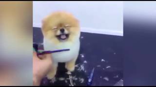 あたし寝てた トリミング中にカクッとなってしまうポメラニアン Amusingly おもしろ動画サイト