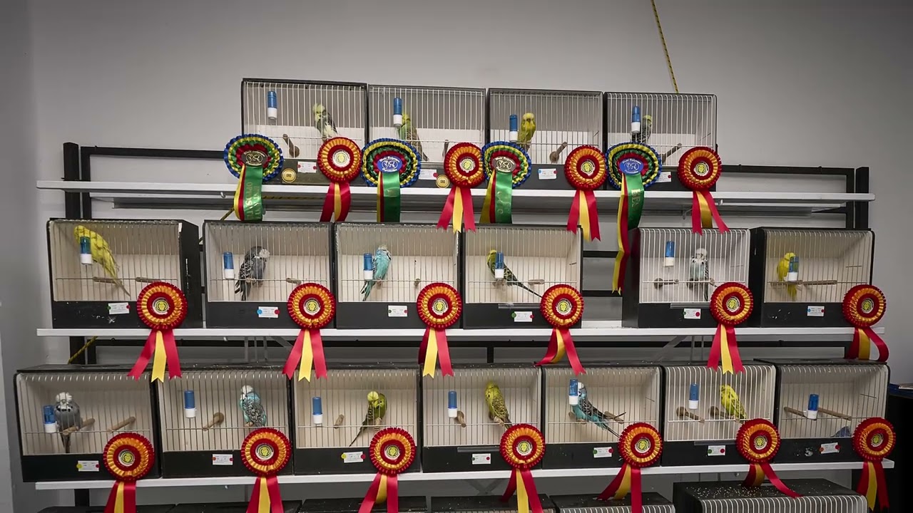 Concurso  Periquitos ACEP SBS 2025 - Budgerigar contest