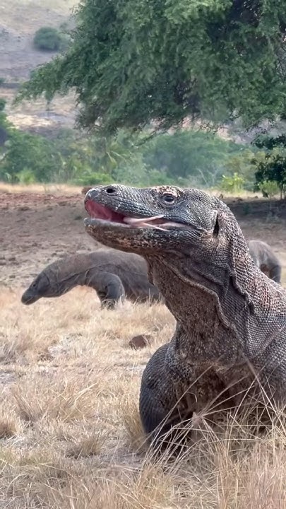 Why do Komodo dragons have sharp tongues while their eyesight is poor