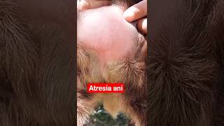 Veterinary Short: Atresia Ani Surgery in Lamb #livestockhealth #sheep #sheephealth #viral #sheep365