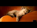 Cat trumpet music to sleep and relaxation