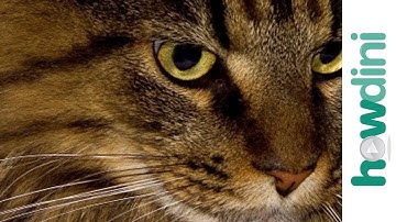 How to understand your cat