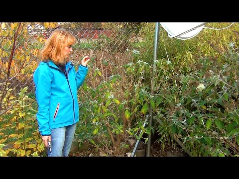 Video: Buddleya Della Neve