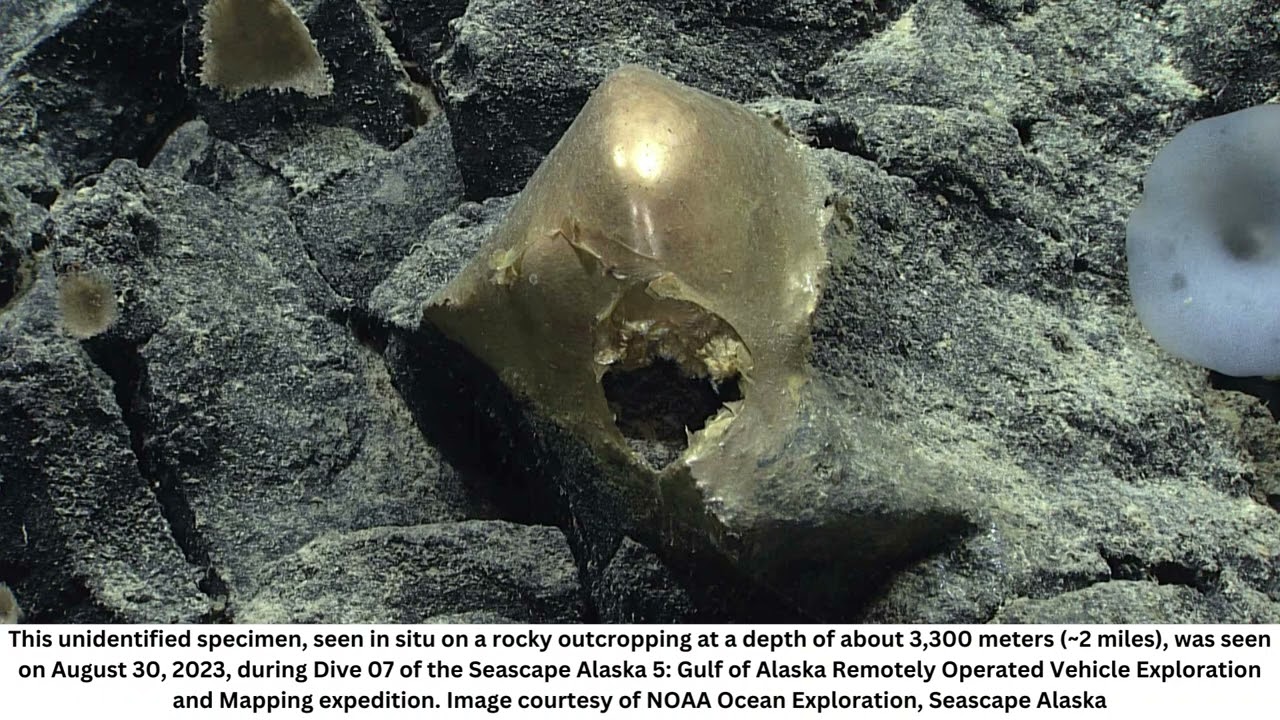Scientists discover mysterious golden orb near Alaskan sea floor