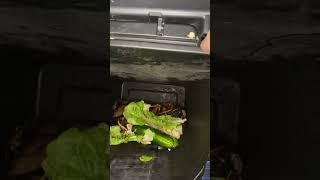 What Do #BSFL Egg Clusters Look Like? | BSFL Composting