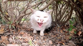 怖がりな猫が茂みの中から出てきてモフらせてくれた