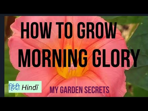 Video: Cura delle piante Morning Glory - Come e quando piantare Morning Glory