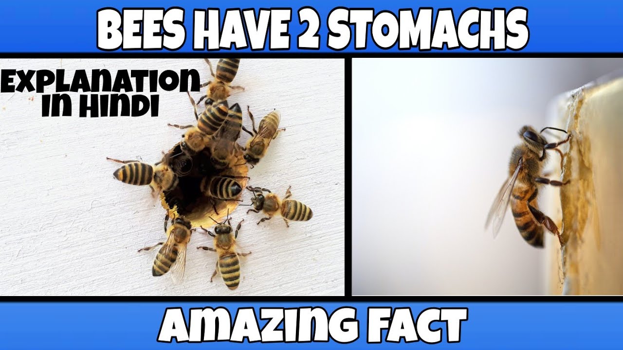 Honey Bees Gathering Nectar