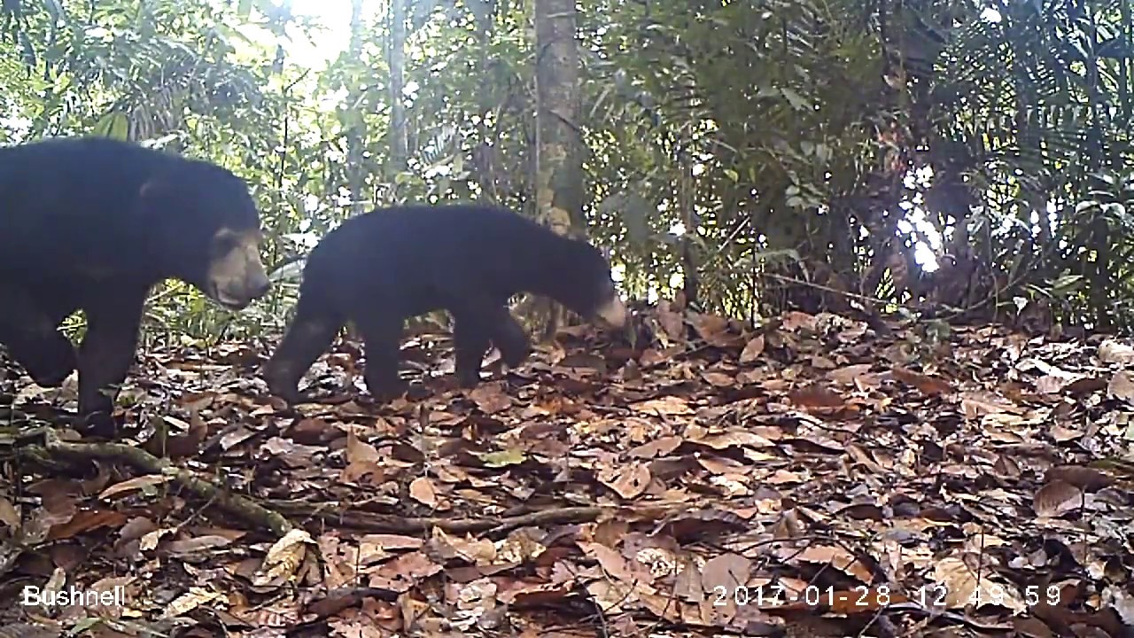 Sun Bear (Helarctos malayanus)