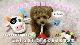 生後ヶ月トイプードル子犬が喜ぶおもちゃ5選♡元気いっぱいひたすら大好きなおもちゃで遊ぶ子犬が可愛すぎて癒された