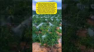 Advanced Technology Transforms Farming! Thousands of Plants Automatically Watered in an Instant ‼️