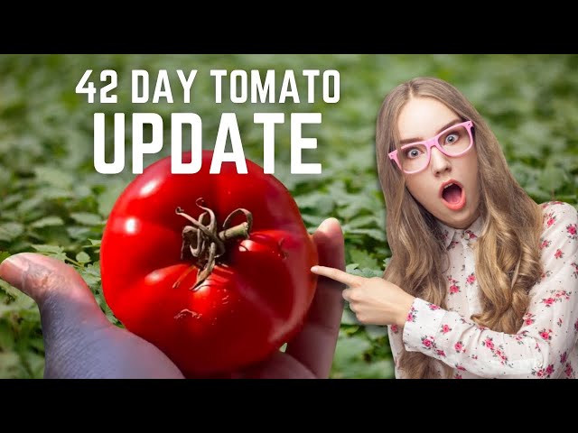 42 Day Tomato Update | #wig2022 - YouTube