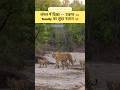 जंगल में दिखा 👀 Tiger Family 🐯🐅🐆का सुंदर नज़ारा 😍❤️💯🔥Tiger