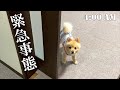 【緊急事態】朝4時に寝ているふたりを飛び起こす事件が…