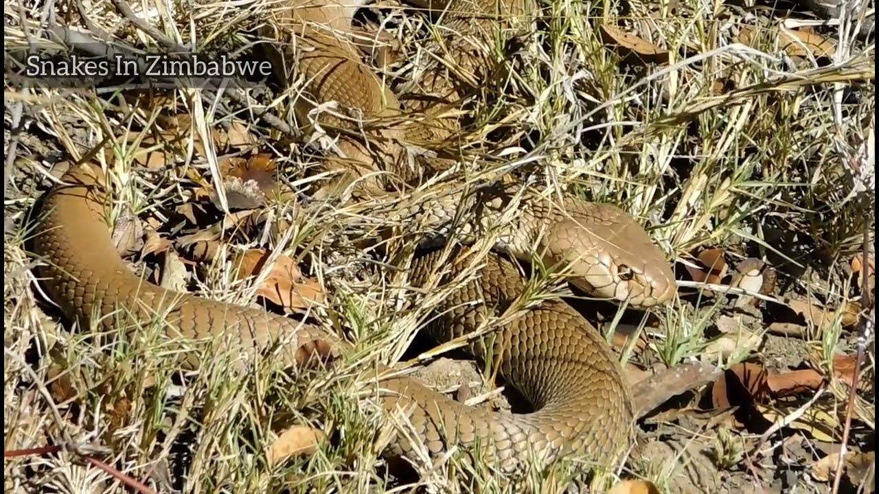 Naja mosambica | Mhakure |#latest sighting #zimbabwe #snakes - YouTube