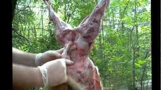 How to case skin a coyote for sale on the fur market(This video contains graphic content, and is not intended to offend anyone, but is for informational purposes only. Please do not watch / comment if you are ..., 2012-09-24T05:25:54.000Z)