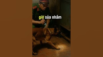 Chú Chó Nghiệp Vụ Phá Án Cực Hay