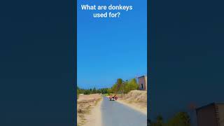 What are donkeys used for?Eshaklar nima uchun ishlatiladi?ئېشەكلەر نېمىگە ئىشلىتىلىدۇ؟