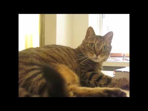 cat แปลว่า Mysli getting annoyed