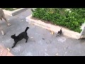 Кошка яростно защищает своих котят от большой собаки