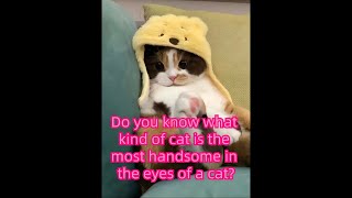 Do you know what kind of cat is the most handsome in the eyes of a cat?