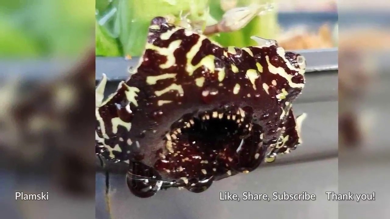 Asclepiadaceae Succulents Slideshow Collection #6