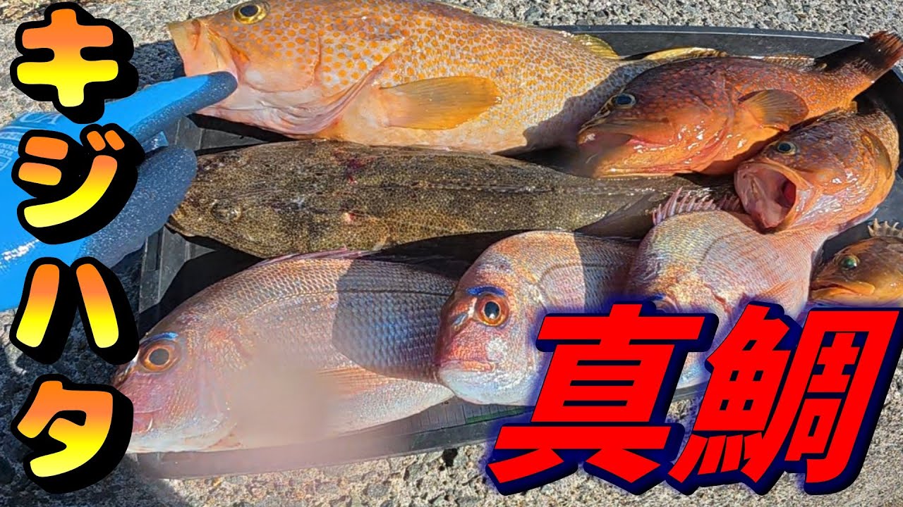 【真鯛】高級魚がバコバコ釣れるタイラバネクタイはこちらです【キジハタ】