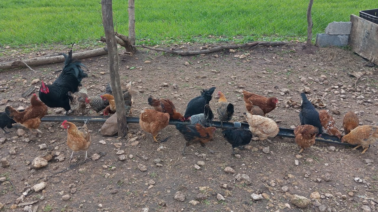 Мой день в пустыне 🌄 | Выпас скота и кормление кур 🐔 Расслабляющая атмосфера и природа, которые о...