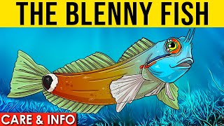 Blennies Info And Care | All About The Saltwater Blenny Fish