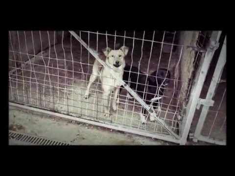 Videó: 7 Tipp A Menhelyi Kutyád Megtalálásához