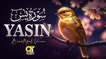 Surah Yasin (Yaseen) سورة يس | This Calm Voice Will TOUCH Your HEART | EP -149 @islamicvideos.a.r