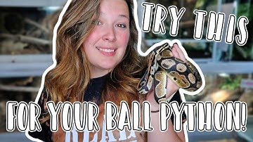 5 Easy Ways to Improve Your Ball Python Care!