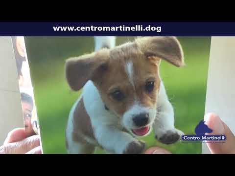Libretto Sanitario del Cane by Centro Martinelli e Vitakraft