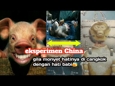 Video: Di China, Mereka Menyeberangi Babi Dan Monyet - Pandangan Alternatif