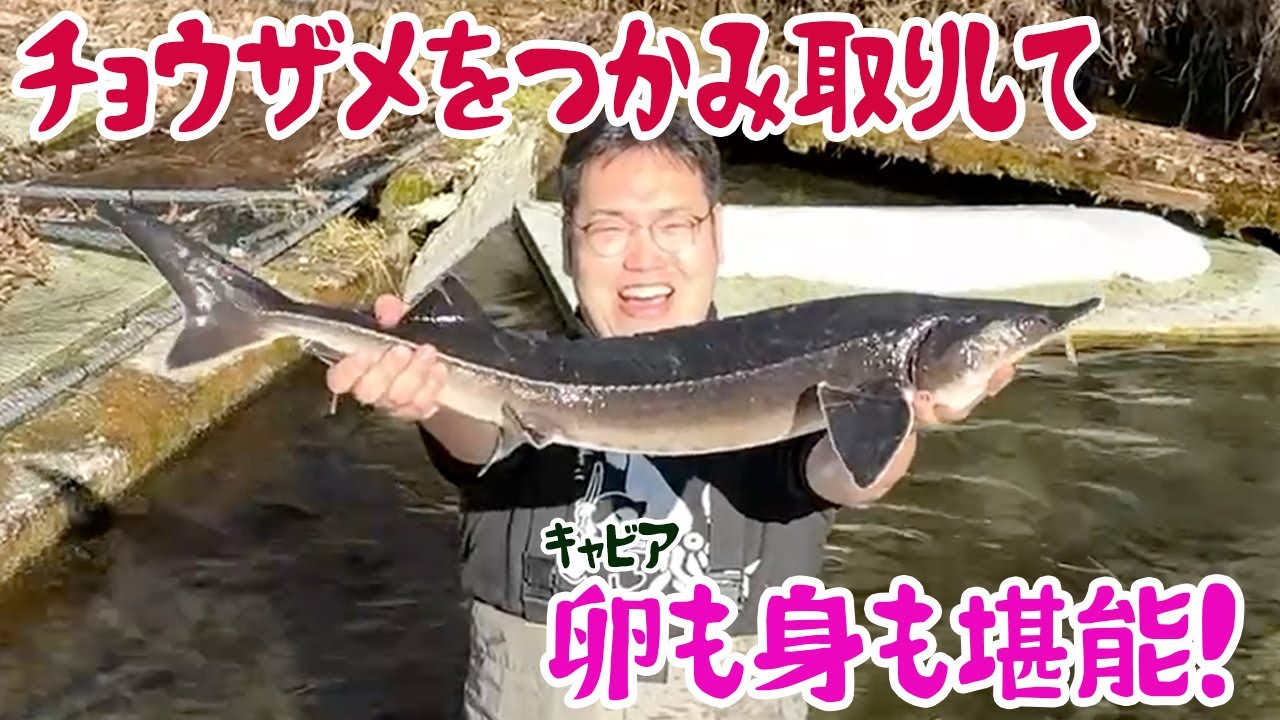 チョウザメさん【取引:日曜日限定】 チョウザメをつかみ取りして、卵も身も堪能！ - YouTube