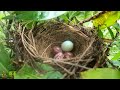 Burung kukuk gagal. Induk burung mematuk telur kukuk dan membuangnya