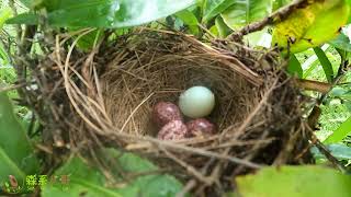 The cuckoo bird failed. The mother bird pecked the cuckoo egg and threw it out 杜鹃鸟被识破了鸟妈妈啄破杜鹃蛋扔出鸟窝