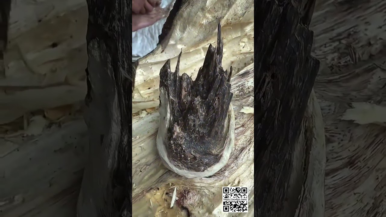 The Beauty of Natural Vietnamese Agarwood 🇻🇳