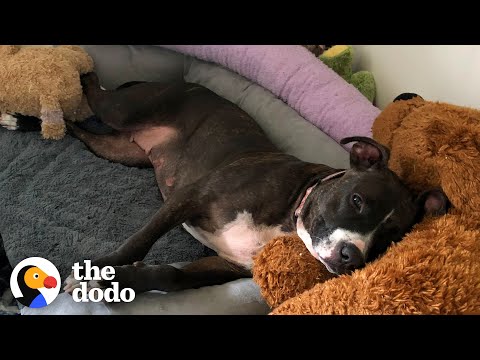 Video: 10 naminiams gyvūnėliams skirtų medaus mėnesio kelionės šunims 