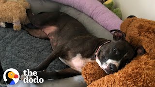 Pittie Rescued From A Chain LOVES Stuffed Animals  | The Dodo Foster Diaries