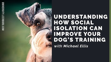 Understanding How Social Isolation Can Improve Your Dog