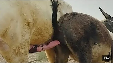 Коні Ваговози.Жеребець на Паровку.Привезли лошицю з Бачача.Коні Тернопільщини. 2025