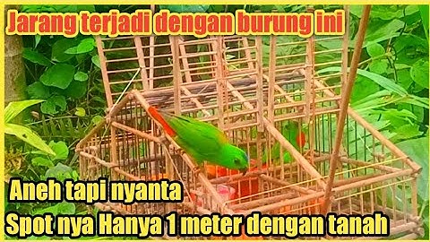 Mikat Burung Serindit Pakai Sangkar Pikat Hanya 1 meter dengan Tanah /Bird Trap