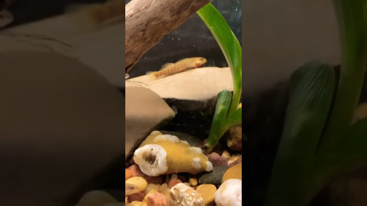 Some of my DARTER FISH swimming around their stream tank 