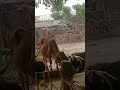 आज नहीं तो कल बदलेगी इन हाथों लकीरें