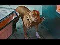 The Owner S Dog Only Ate Human Flesh And The Dog Loved The Meat Very Much 